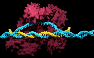 CRISPR/Cas - Technologische und ethische Implikationen des genetischen Enhancements für die Wehrmedizin