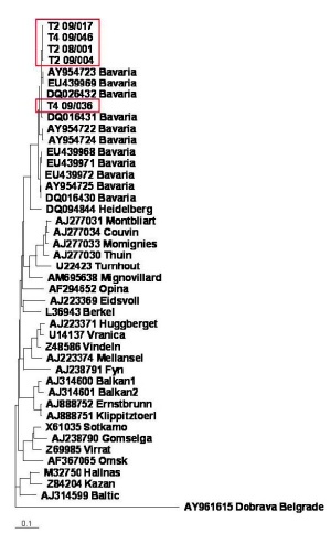 Abb 4: Phylogenetischer Stammbaum. Basis: partielle S-Segment-Sequenzen (348 Nukleotide) mit Dobravavirus als Outgroup (1 000 Bootstrap, Skala: 0.1)