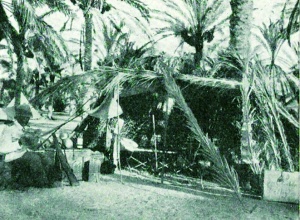 Abb. 6: Bakteriologisches Feldlaboratorium in einem Palmenhain der Sinaihalbinsel, August 1916 [13]