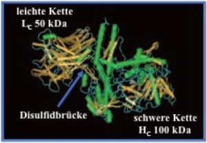 Abb. 1: 3D-Struktur des aktiven 150 kDa Botulinumtoxin A, bestehend aus der leichten Kette, der schweren Kette und einer Disulfidbrücke(NCBI-Database)