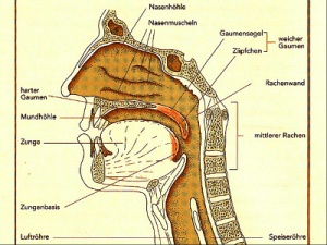 Abb. 2: Anatomie von Nase und Pharynx