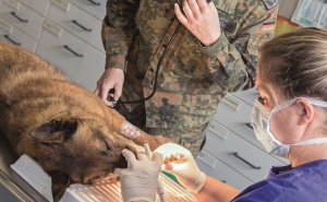 Diensthunde der Bundeswehr –ihre Einsatzmöglichkeiten und ihre ­tierärztliche Versorgung