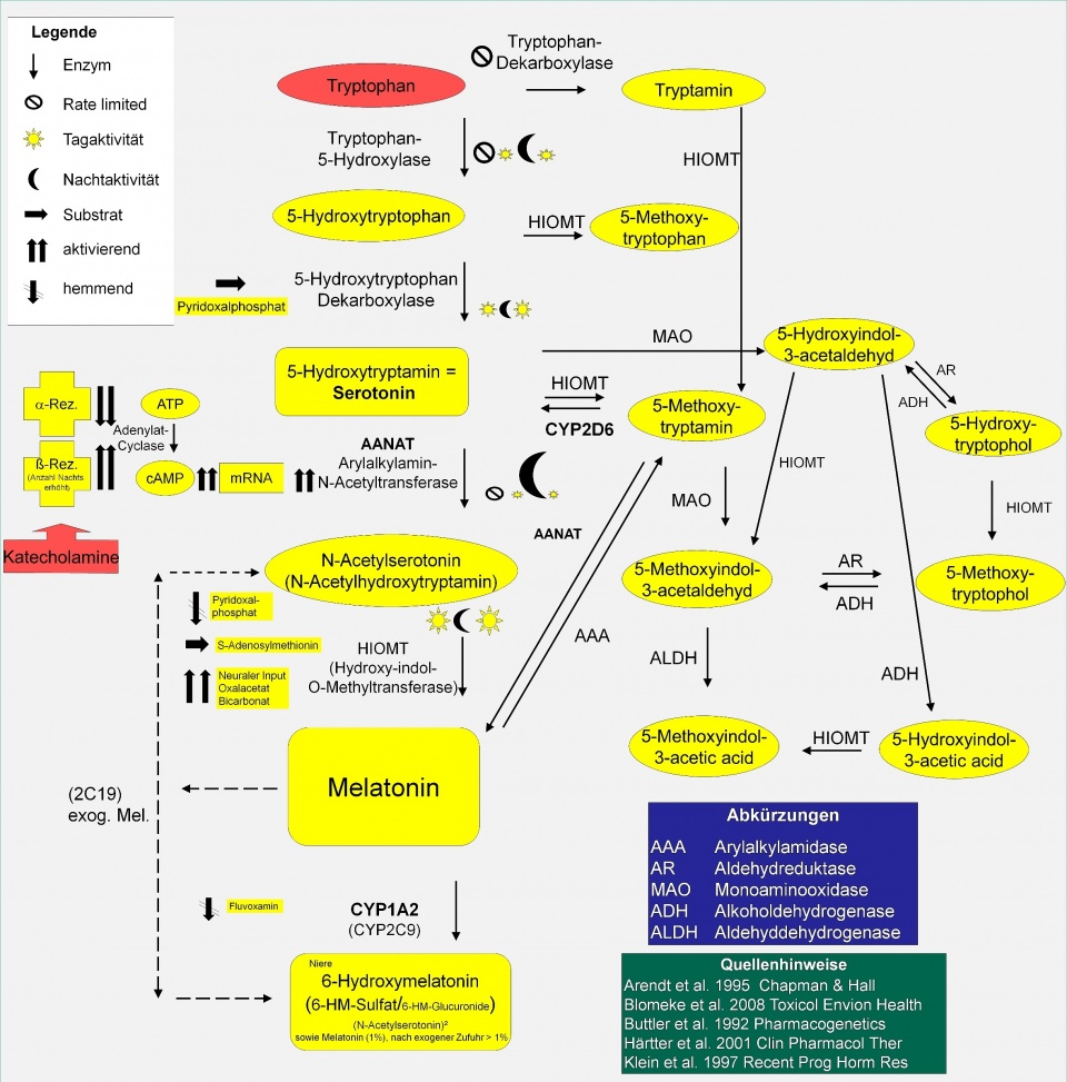 Update: Melatonin – Aspekte der Chronobiologie, der onkostatischen und ...
