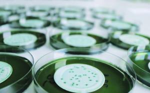 Trinkwasserhygiene an Bord - gewinnen Vibrio-Spezies zukünftig an Bedeutung?