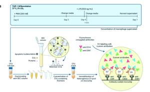 Liquid Biopsy als ein innovativer Biomarker für die Erkennung und Differenzierung der Traumafolgen im Rahmen des Polytraumas