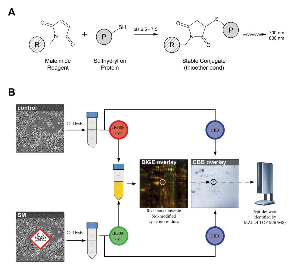 Abb. 1: Schematische Darstellung der 2D-thiol-DIGE Methode.
(A) Der...