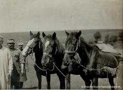 Rotz-positive Pferde nach Mallein-Augenprobe im Jahre 1915